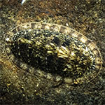 Ischnochiton caliginosus